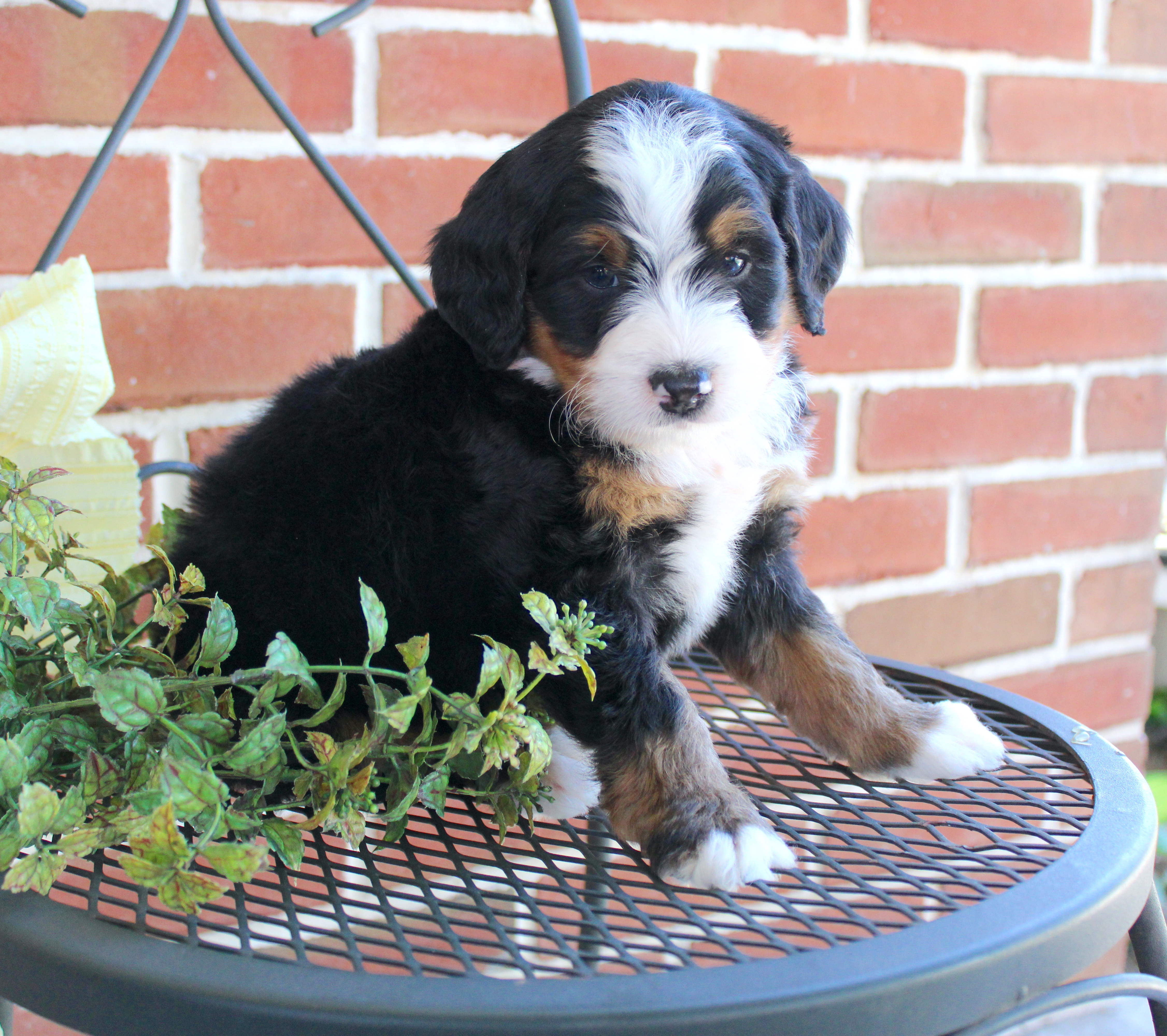 puppy, for, sale, Mini Bernedoodle, Emanuel  Glick, dog, breeder, Bird-In-Hand, PA, dog-breeder, puppy-for-sale, forsale, nearby, find, puppyfind, locator, puppylocator, aca